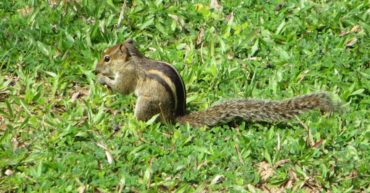 Pictures of Indian Palm Squirrel