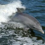 Pictures of Bottlenose Dolphin