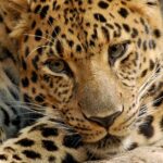 Pictures of Amur Leopard