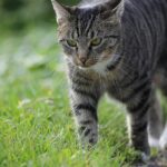 Pictures of Abyssinian