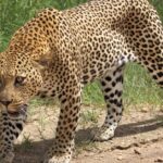 Pictures of Leopard