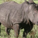 Pictures of White Rhinoceros