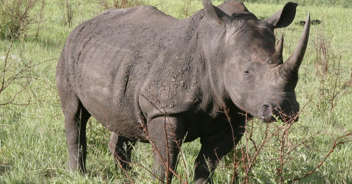 Pictures of White Rhinoceros