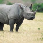 Pictures of Black Rhinoceros