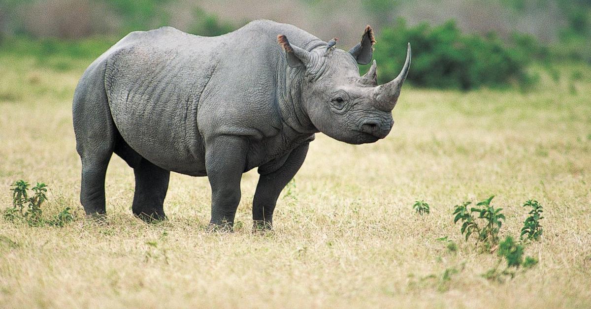 Pictures of Black Rhinoceros