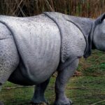 Pictures of Indian Rhinoceros