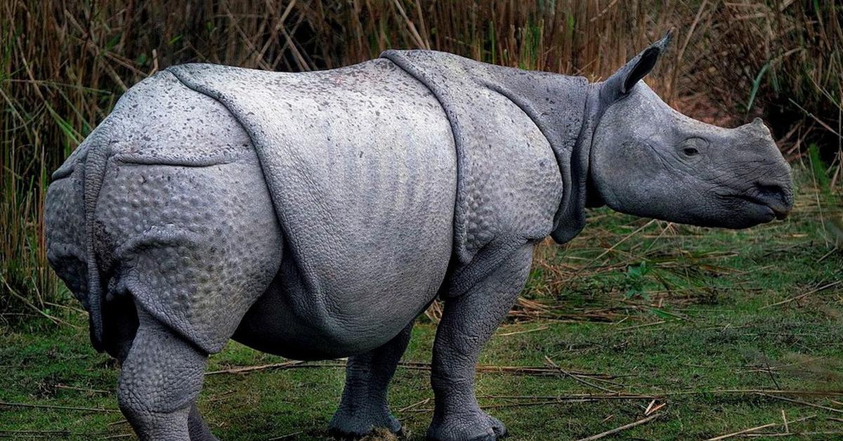 Pictures of Indian Rhinoceros