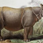 Pictures of Javan Rhinoceros