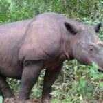 Pictures of Sumatran Rhinoceros