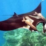 Pictures of Manta Ray