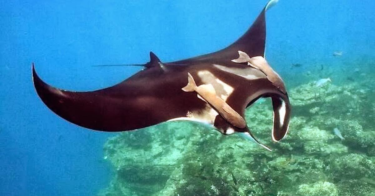 Pictures of Manta Ray