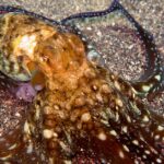 Pictures of Cuttlefish