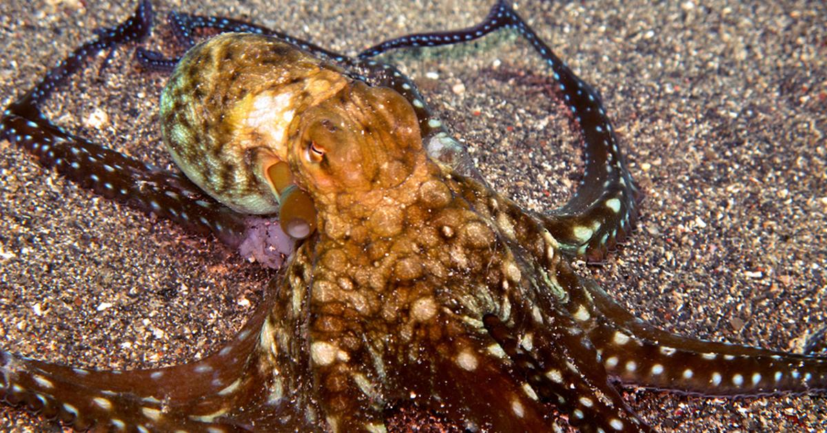 Pictures of Cuttlefish