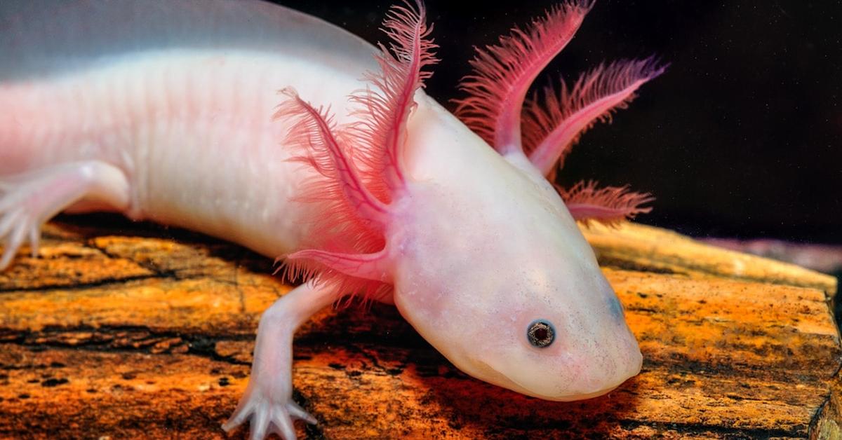 Pictures of Axolotl