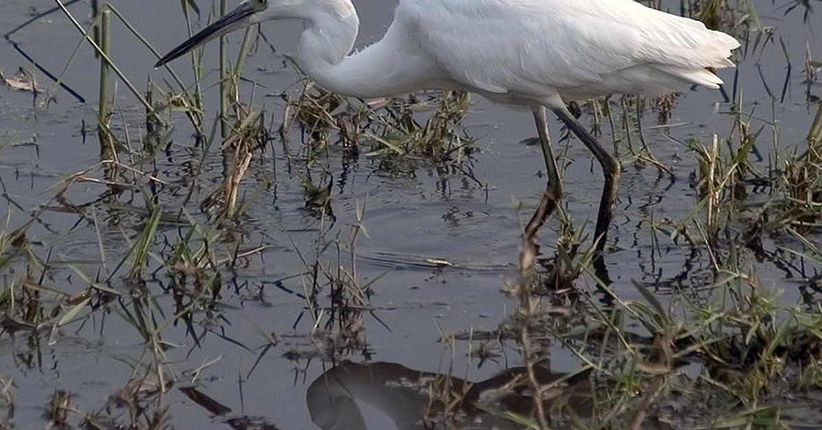 Pictures of Heron