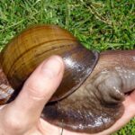 Pictures of Giant African Land Snail