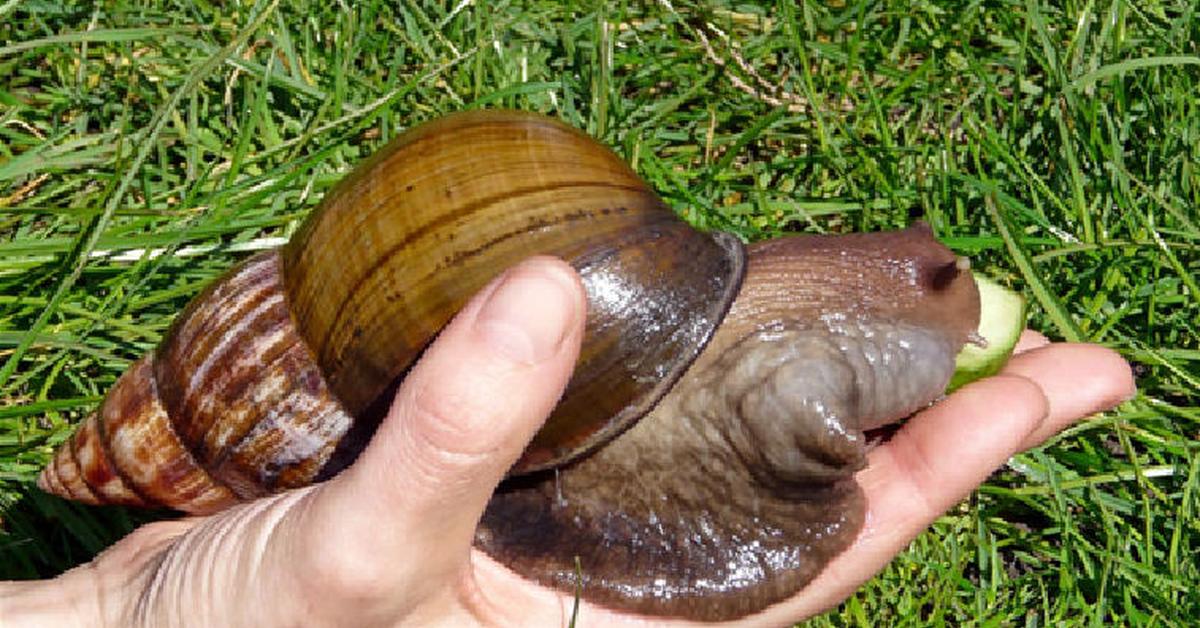 Pictures of Giant African Land Snail