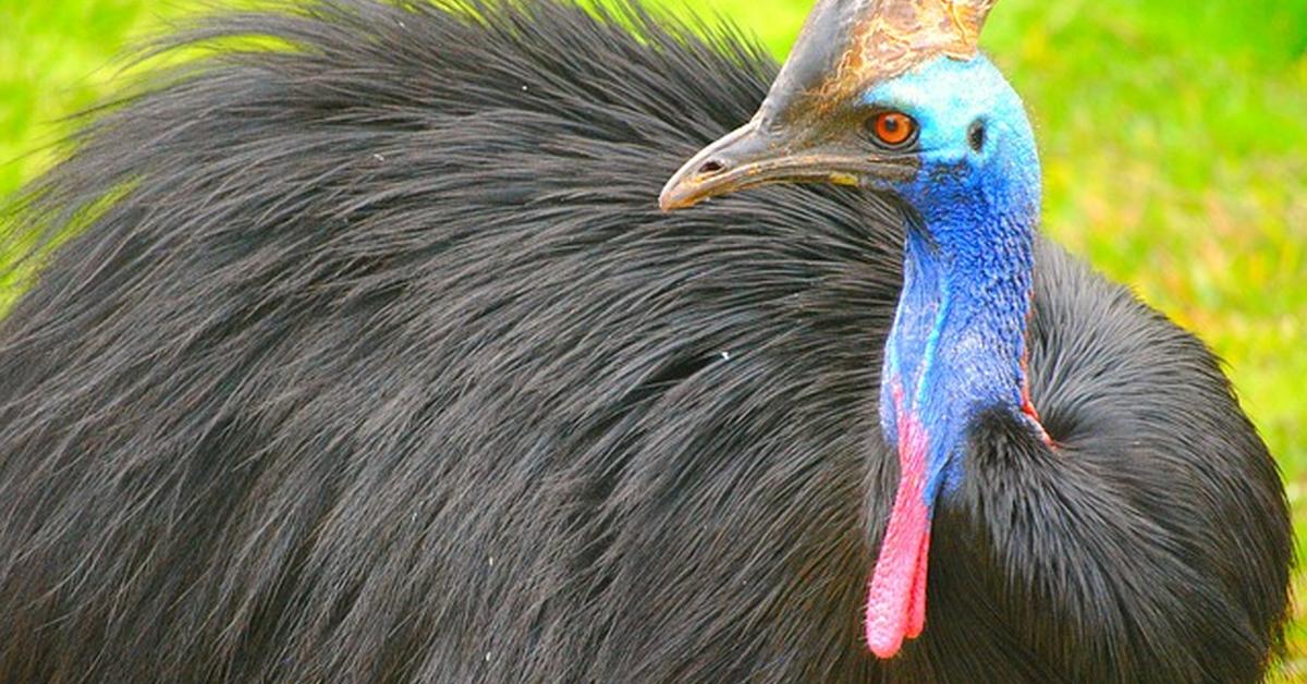 Pictures of Cassowary