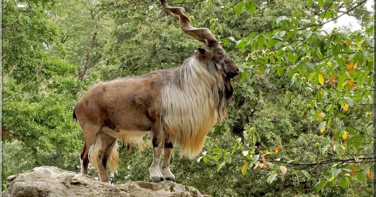 Pictures of Markhor