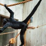 Pictures of Spider Monkey