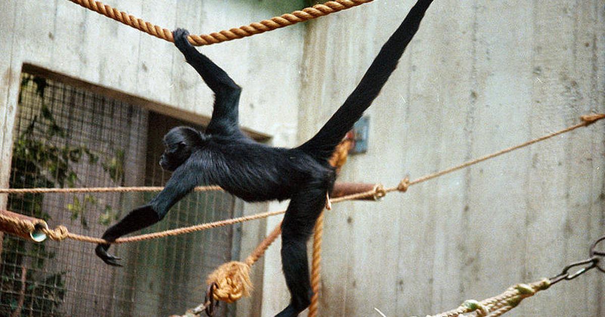 Pictures of Spider Monkey