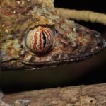 Pictures of Leaf-Tailed Gecko