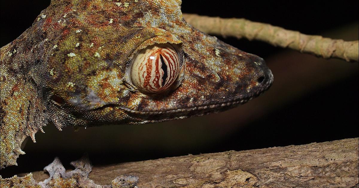 Pictures of Leaf-Tailed Gecko