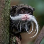 Pictures of Emperor Tamarin