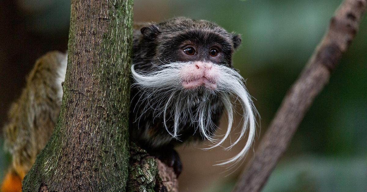 Pictures of Emperor Tamarin