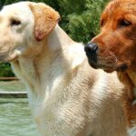 Pictures of Labrador Retriever