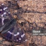 Pictures of Purple Emperor Butterfly