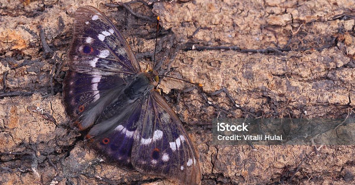 Pictures of Purple Emperor Butterfly