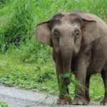 Pictures of Borneo Elephant