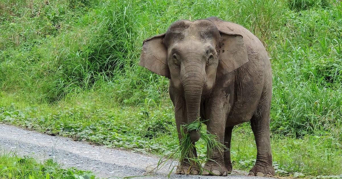 Pictures of Borneo Elephant