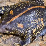 Pictures of Burrowing Frog