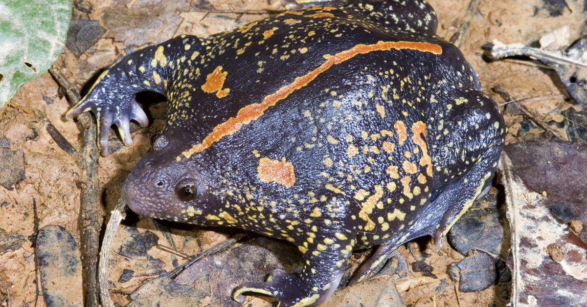 Pictures of Burrowing Frog