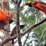 Pictures of Bird Of Paradise