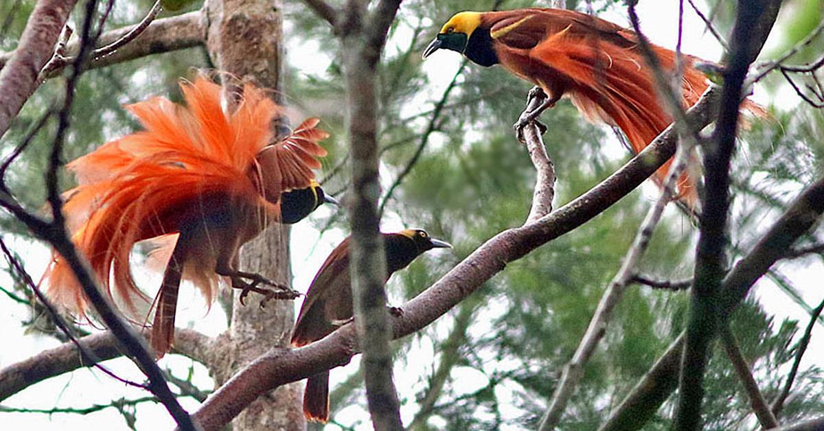 Pictures of Bird Of Paradise