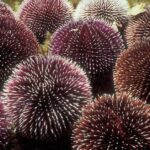 Pictures of Sea Urchin