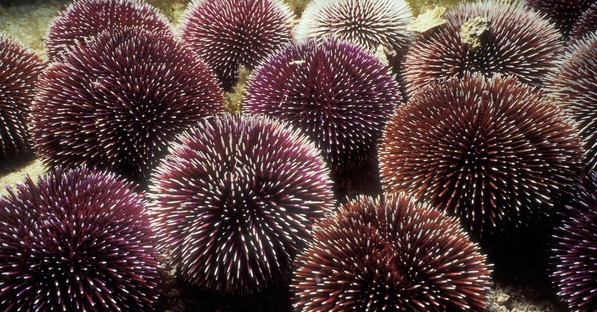 Pictures of Sea Urchin