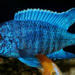 Pictures of Cichlid