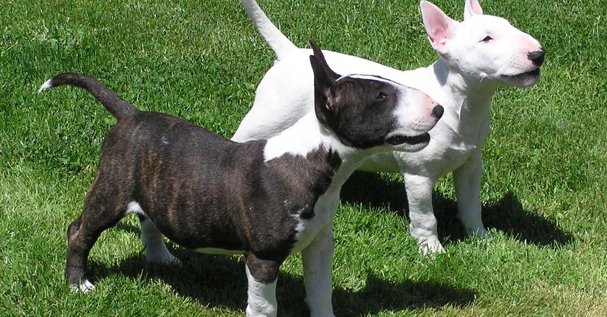 Pictures of Bull Terrier