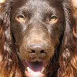 Pictures of Boykin Spaniel