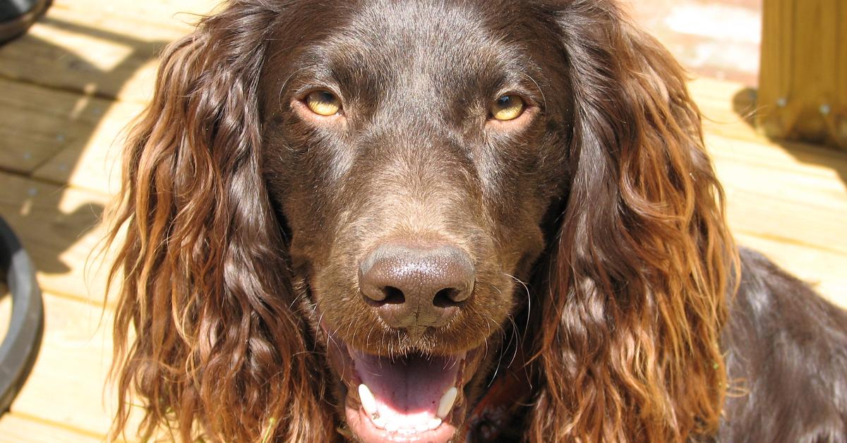 Pictures of Boykin Spaniel