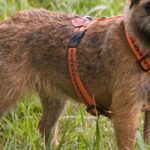 Pictures of Border Terrier