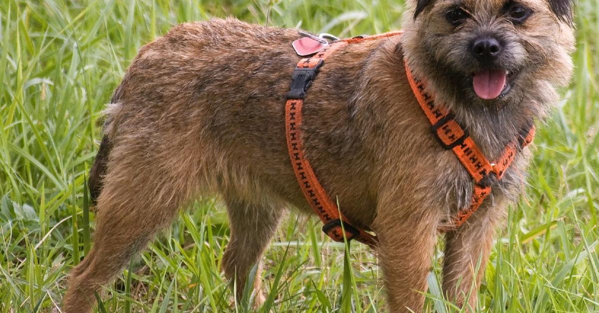 Pictures of Border Terrier