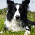 Pictures of Border Collie