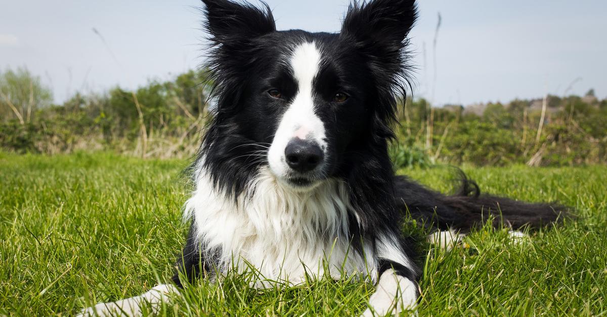 Pictures of Border Collie