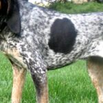 Pictures of Bluetick Coonhound