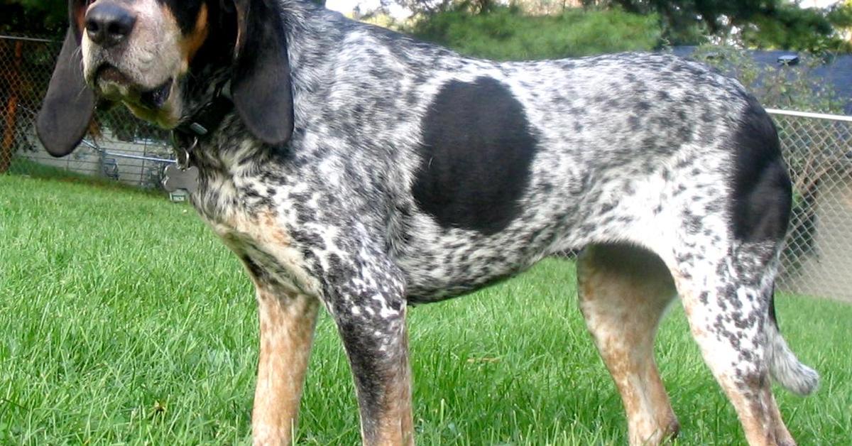 Pictures of Bluetick Coonhound